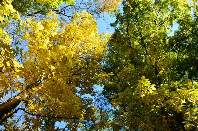 осень4 чат.webp