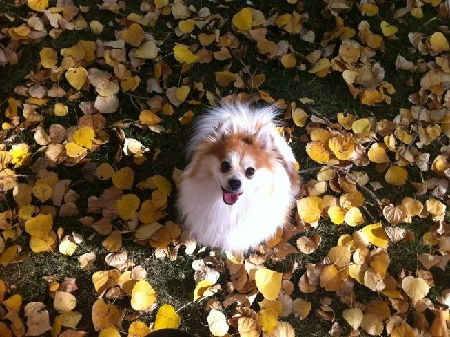 осенняя леди.webp