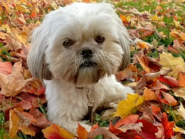 осенняя  малышка.webp