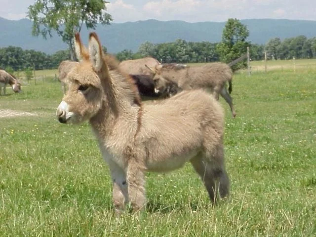 ослик.webp