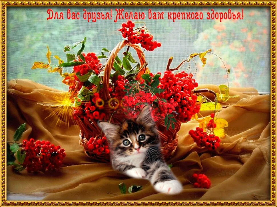 otkritka-s-kotikom-i-grozdyami-ryabini-v-korzine.xxl.webp