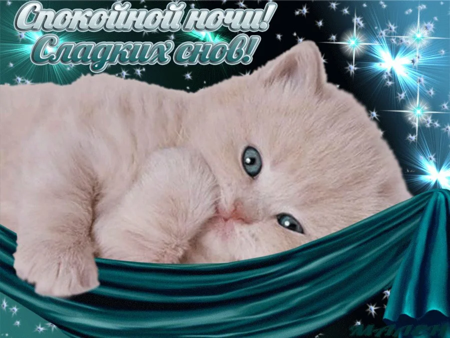 otkritka-spokoinoi-nochi-s-kotenkom.xxl.webp