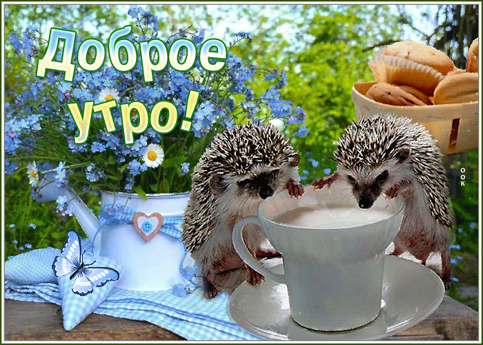 otkrytka-dobroe-utro-s-ezhikami-85077.gif