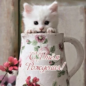 otkrytka-s-dnem-rozhdeniya-koshki.webp