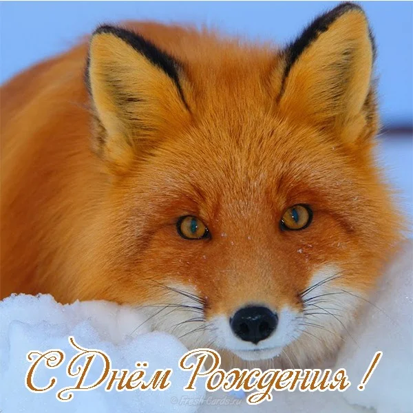 otkrytka-s-dnyom-rozhdeniya-lisa.webp