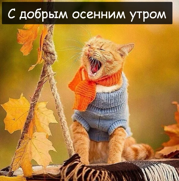 Открытка-с-добрым-осенним-утром-доброе-утро-осени-доброе-утро-осень-7361.webp
