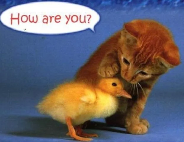 открытка хау ар ю.webp