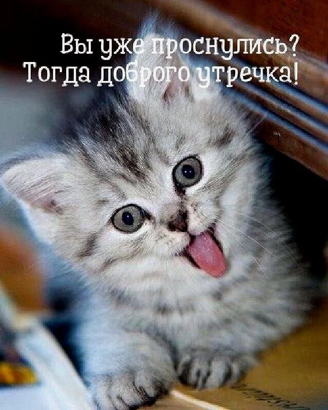 Открытки-смешные-с-надписью-доброе-утро002.webp