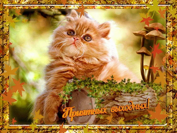 отличных выходных 15.webp