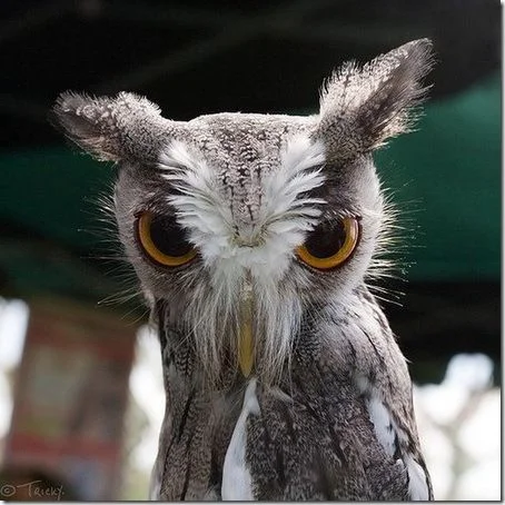 owl.webp