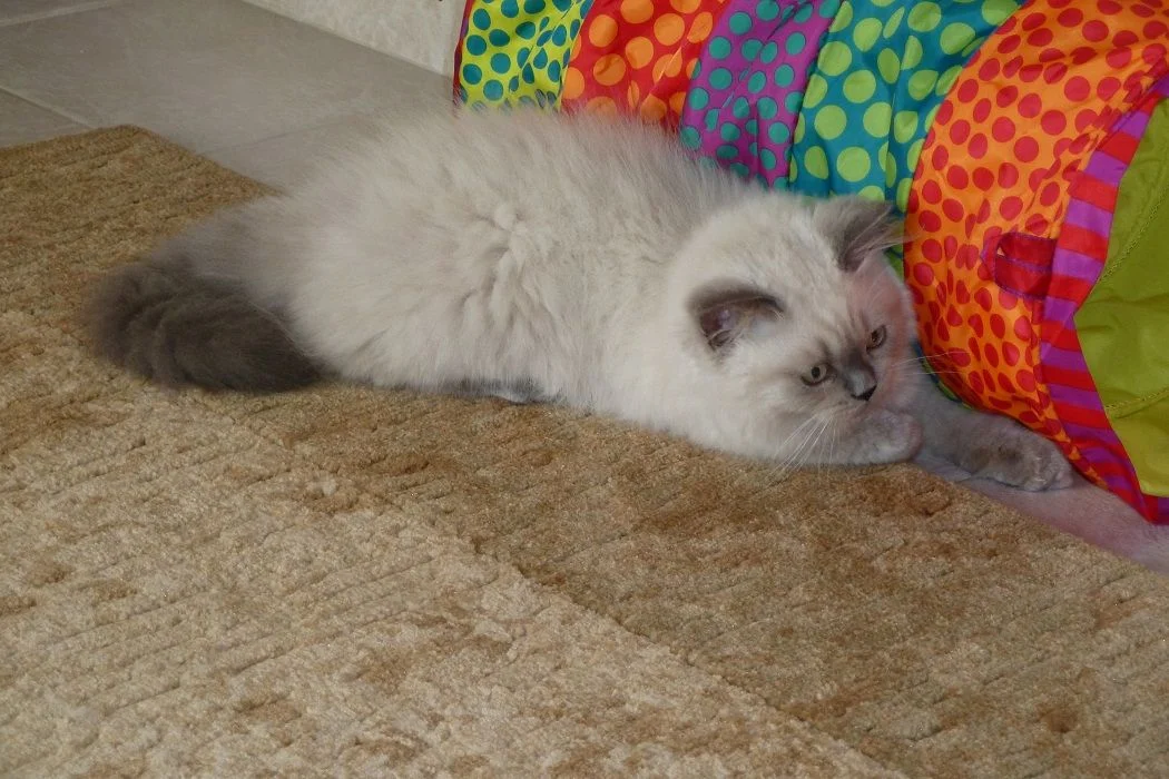 P1010349 - копия.webp