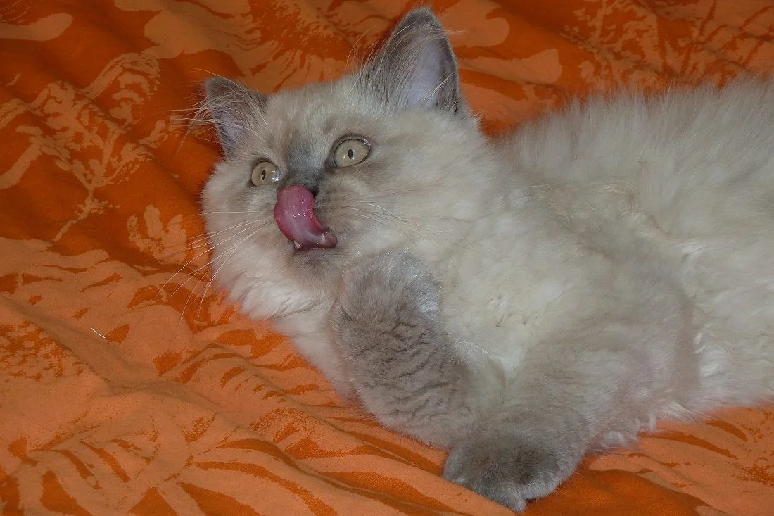 P1010379 - копия.webp