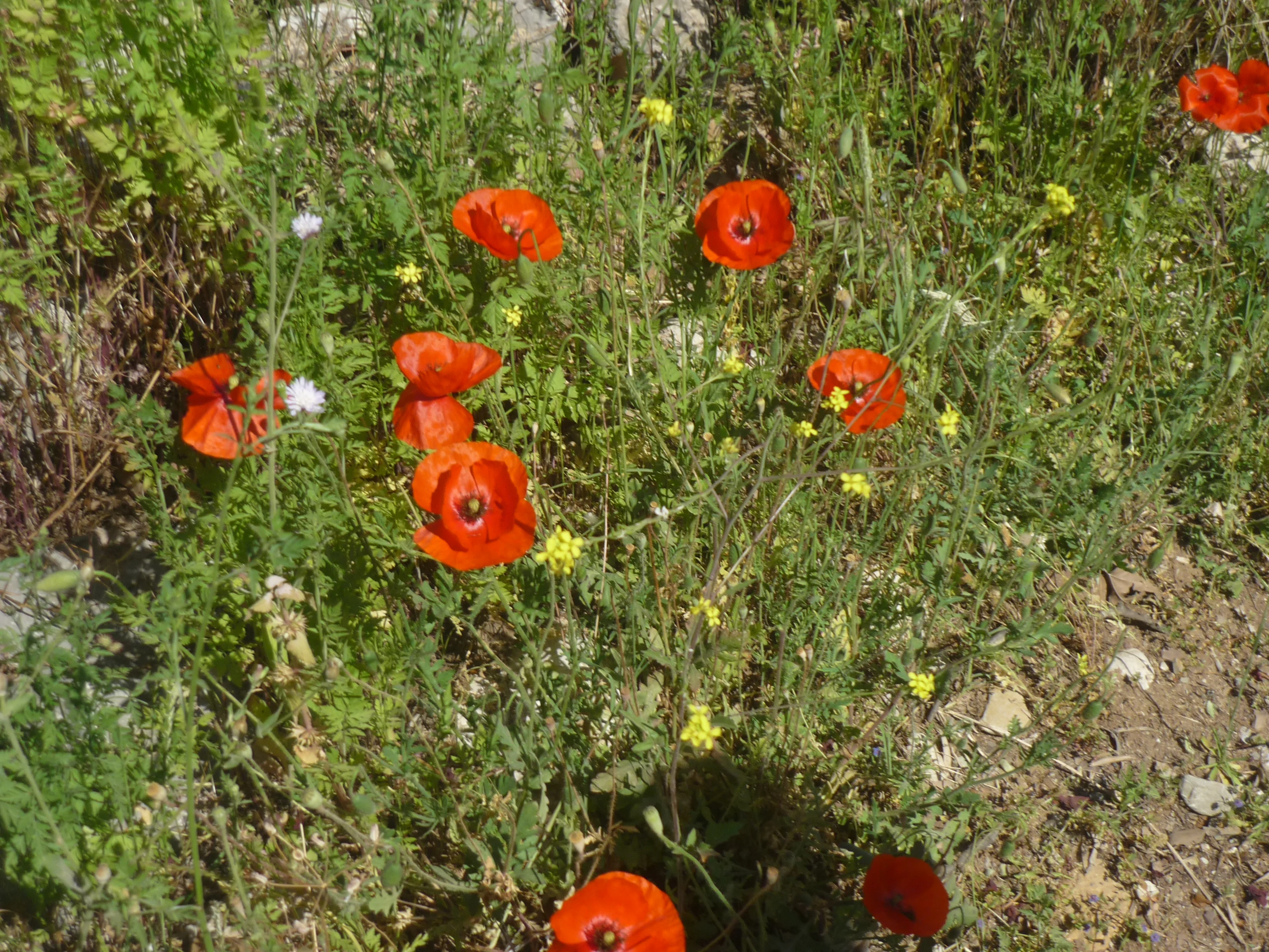 P1180919.webp