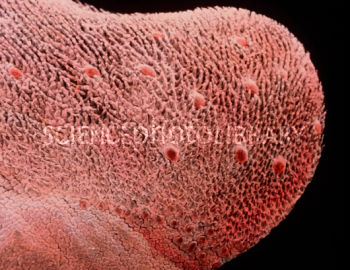 P4780015-False-colour_SEM_of_dorsal_surface_of_tongue-SPL.jpg