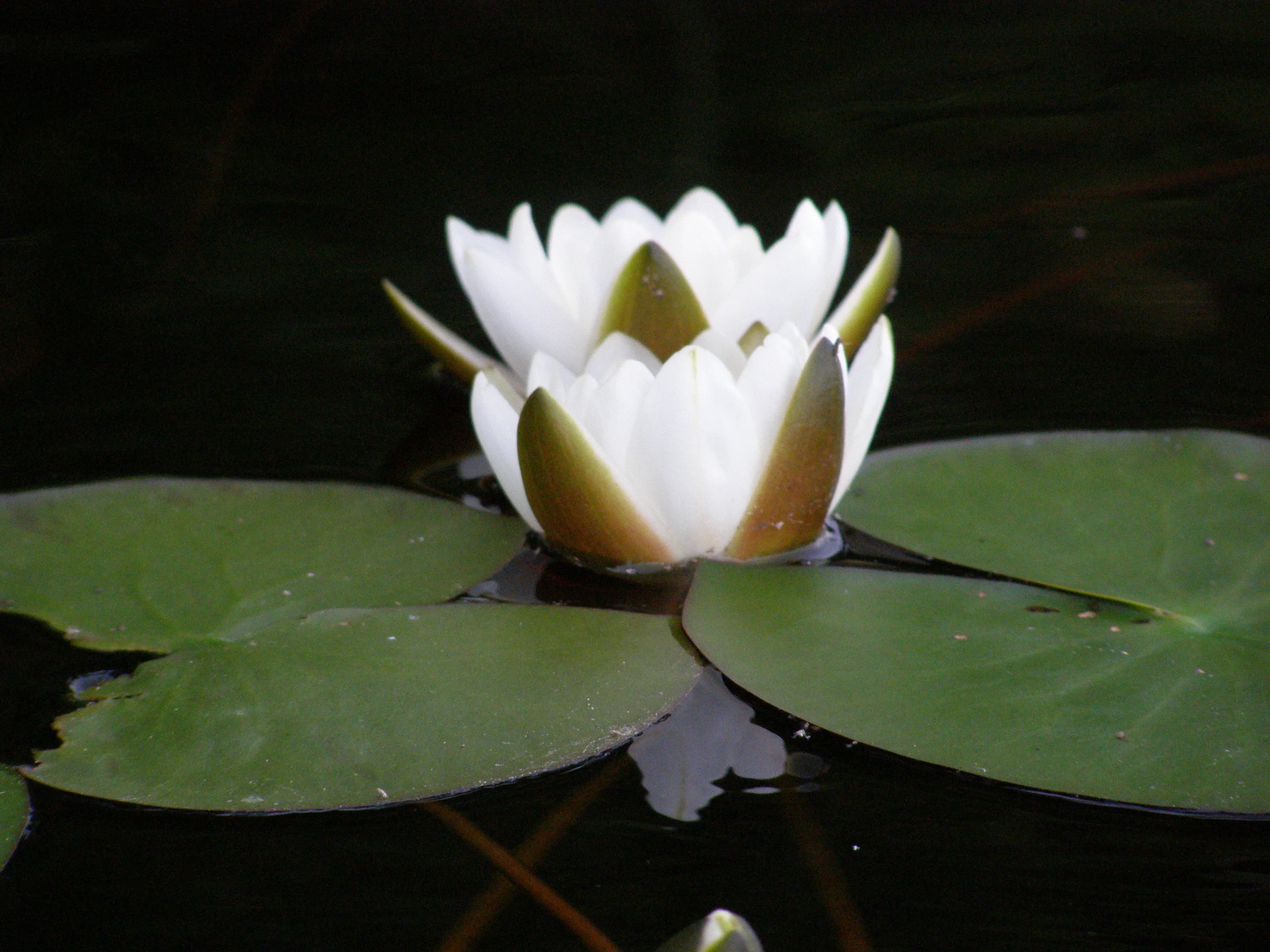 P7011146.webp
