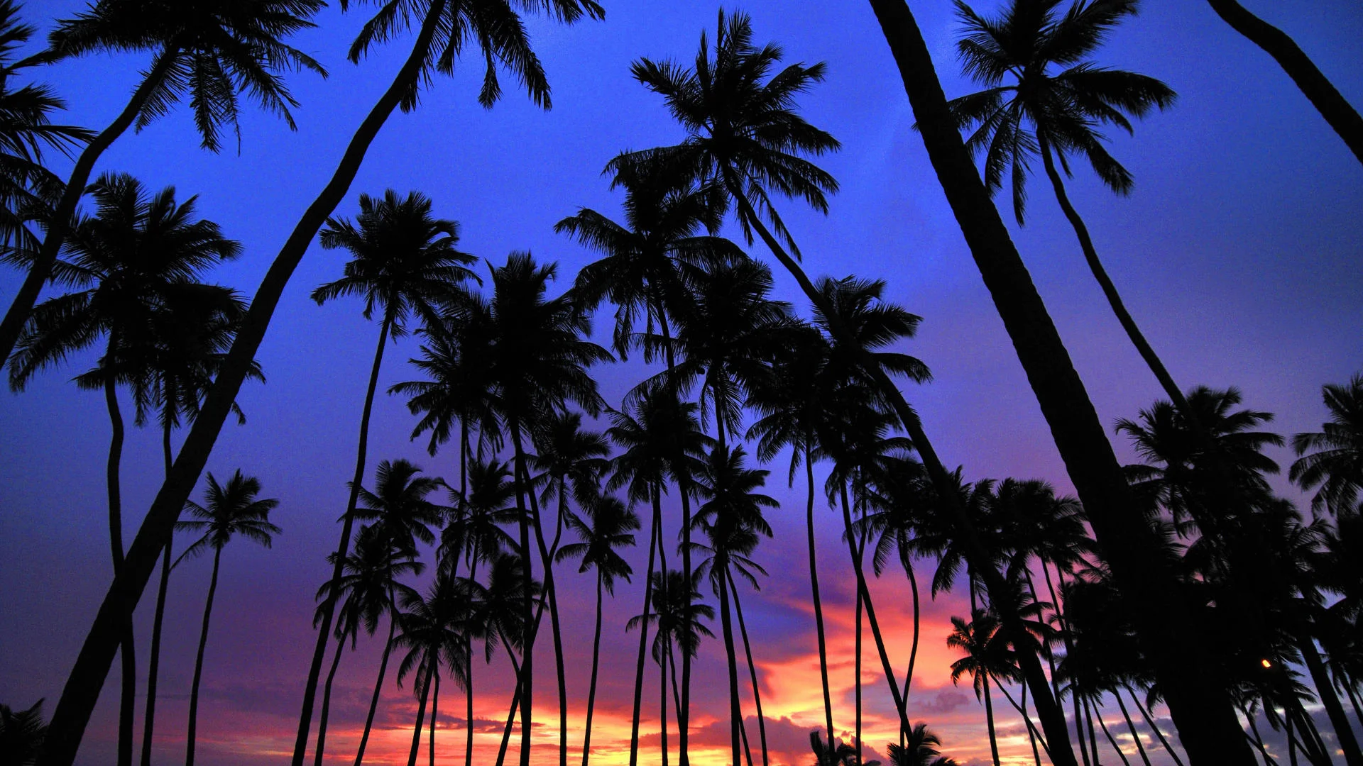 palms.webp