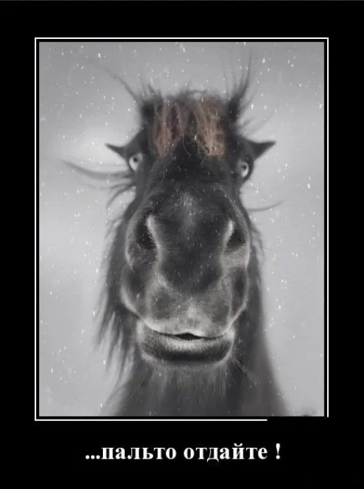 пальто отдайте.webp