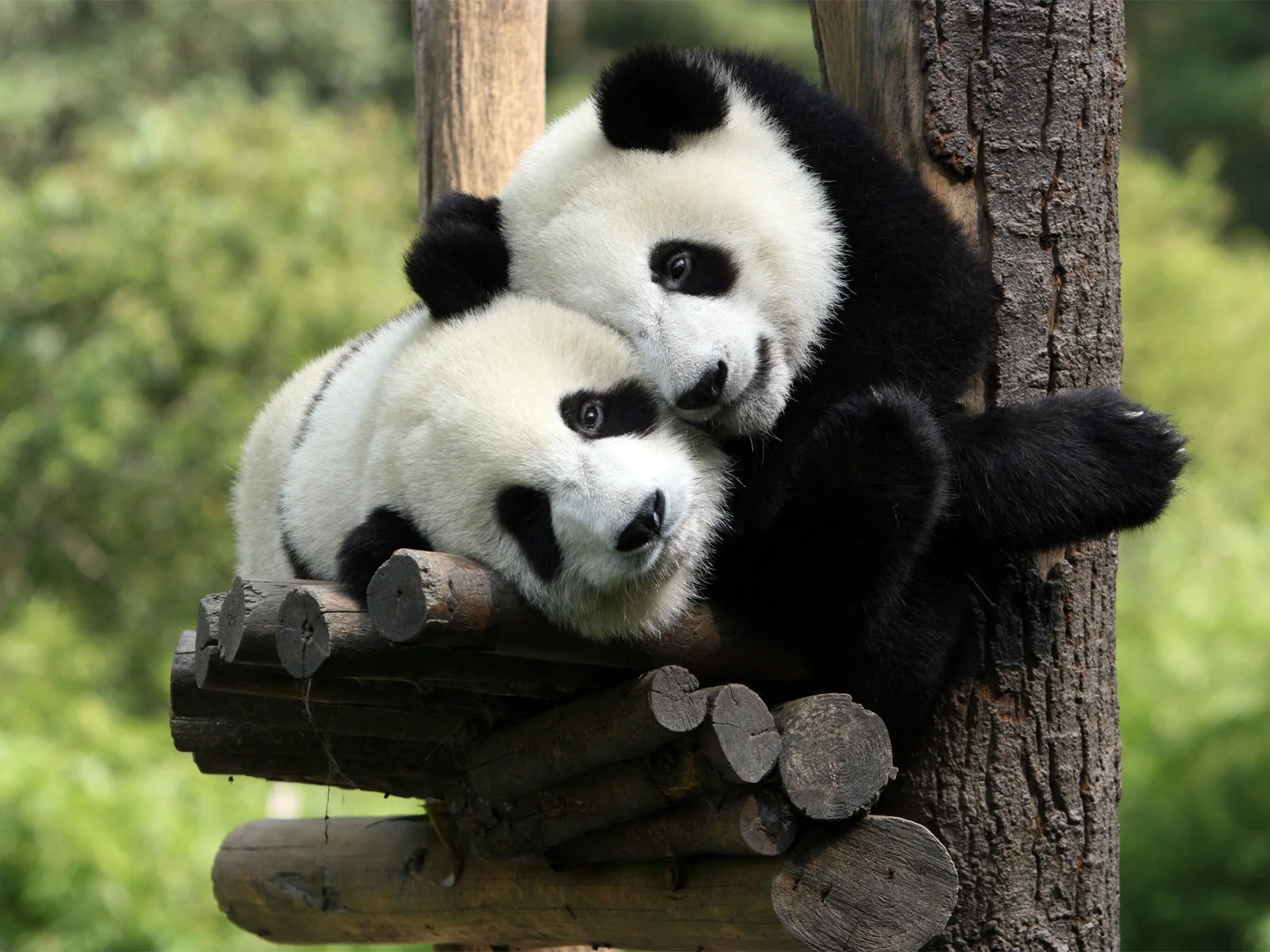 panda-medved-otdyx.webp