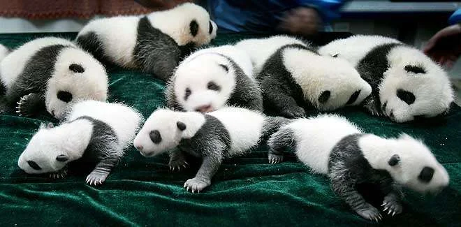 panda006.webp