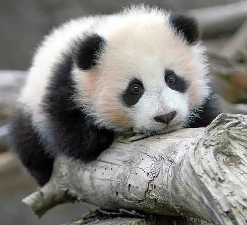 panda1.webp