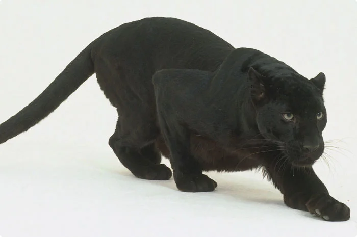 пантера крадется.webp