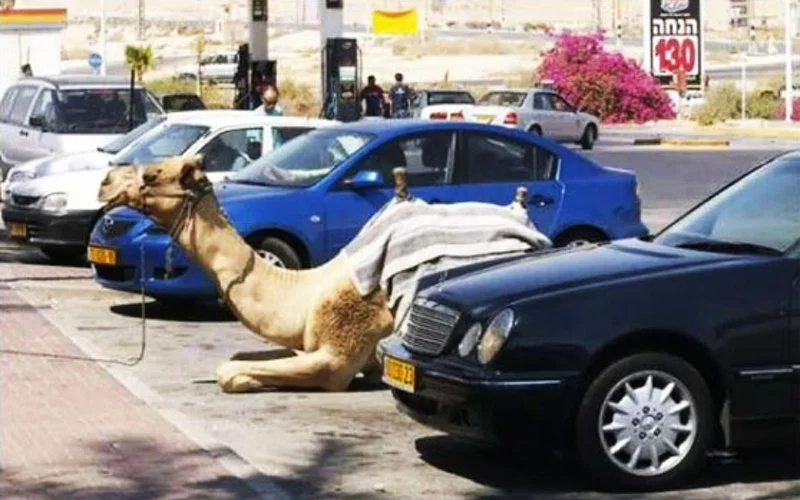 parking-your-camel.webp