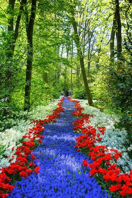 Path of Flowers - HDR.webp