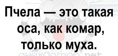 пчела (1) (1).webp