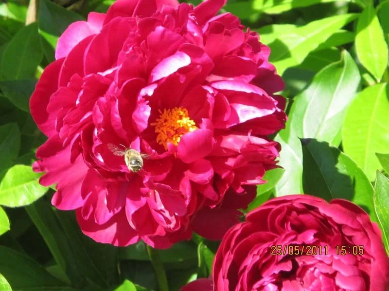 пчёлка __.webp