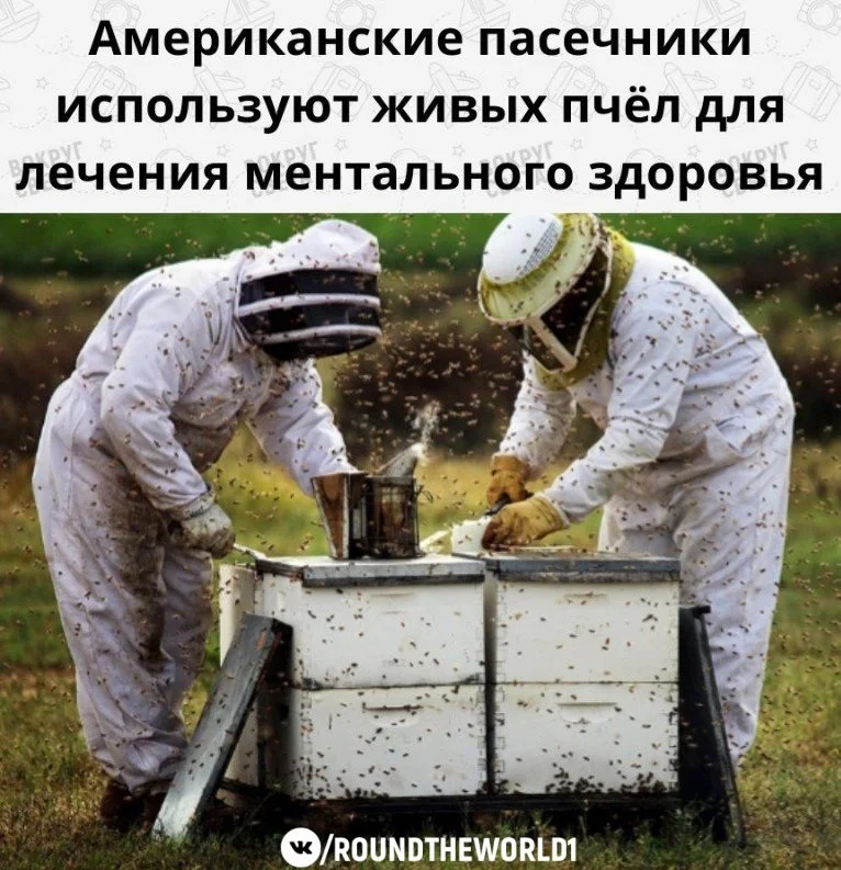 пчелы1.webp
