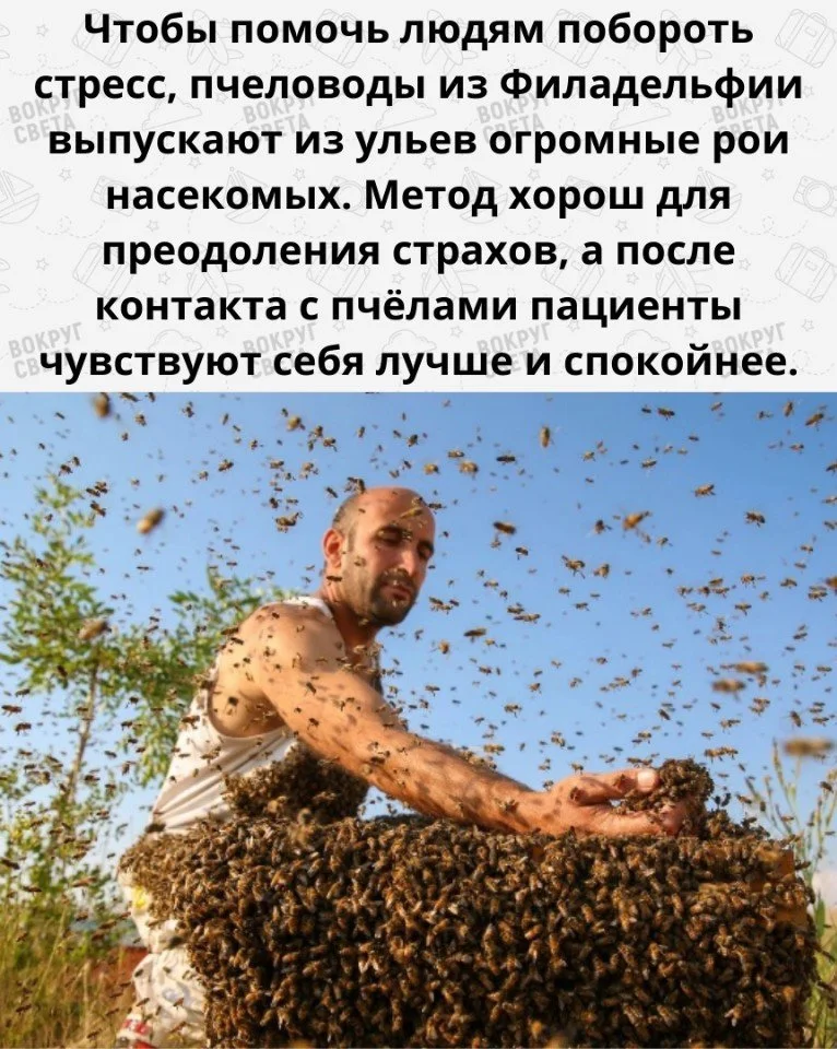 пчелы2.webp
