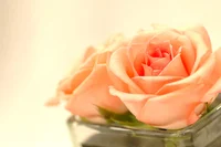 peach-rose-3-1359827.webp