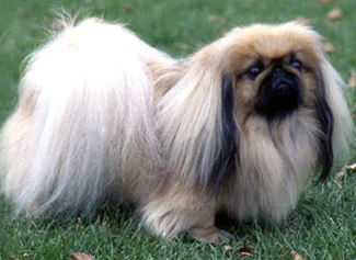 pekingese2.webp