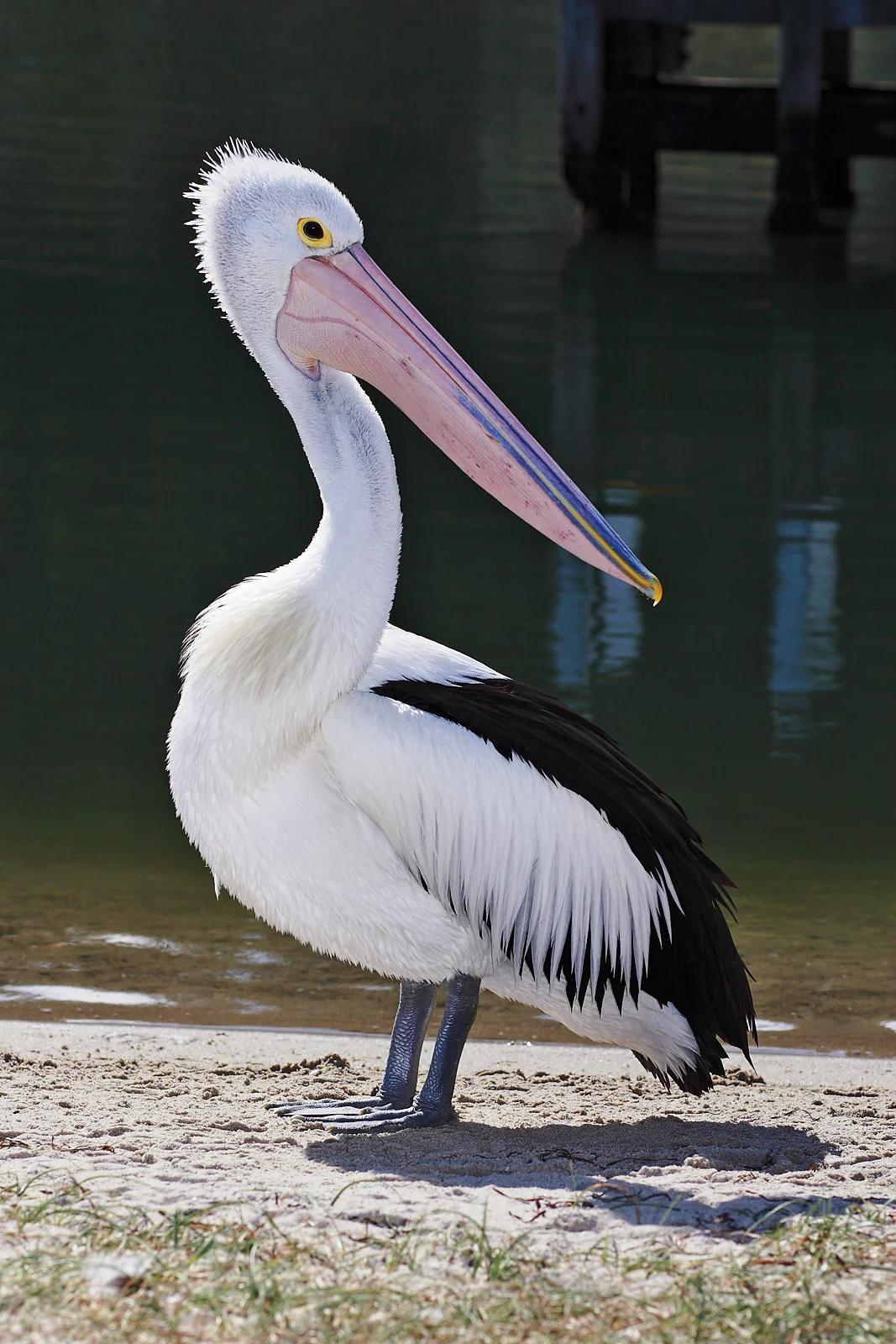 pelican.webp