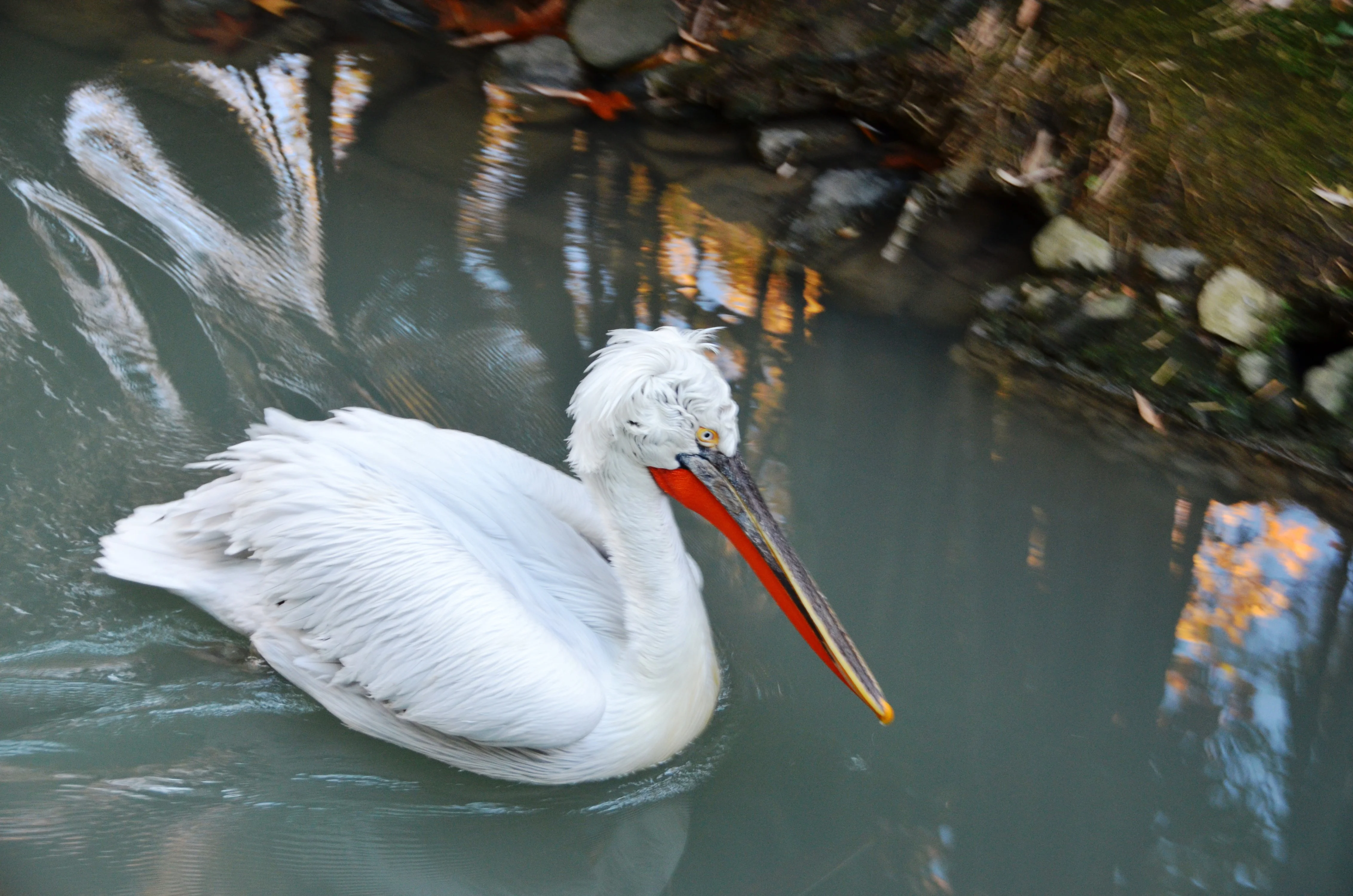 пеликан2 чат.webp