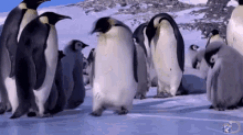 penguin-fall.gif
