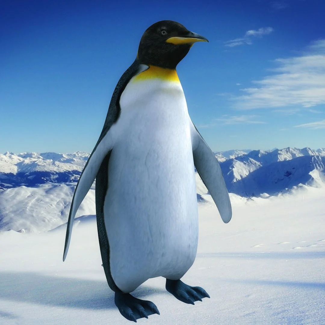 penguin_00_a.webp