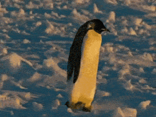 penguin_gifs_03.gif