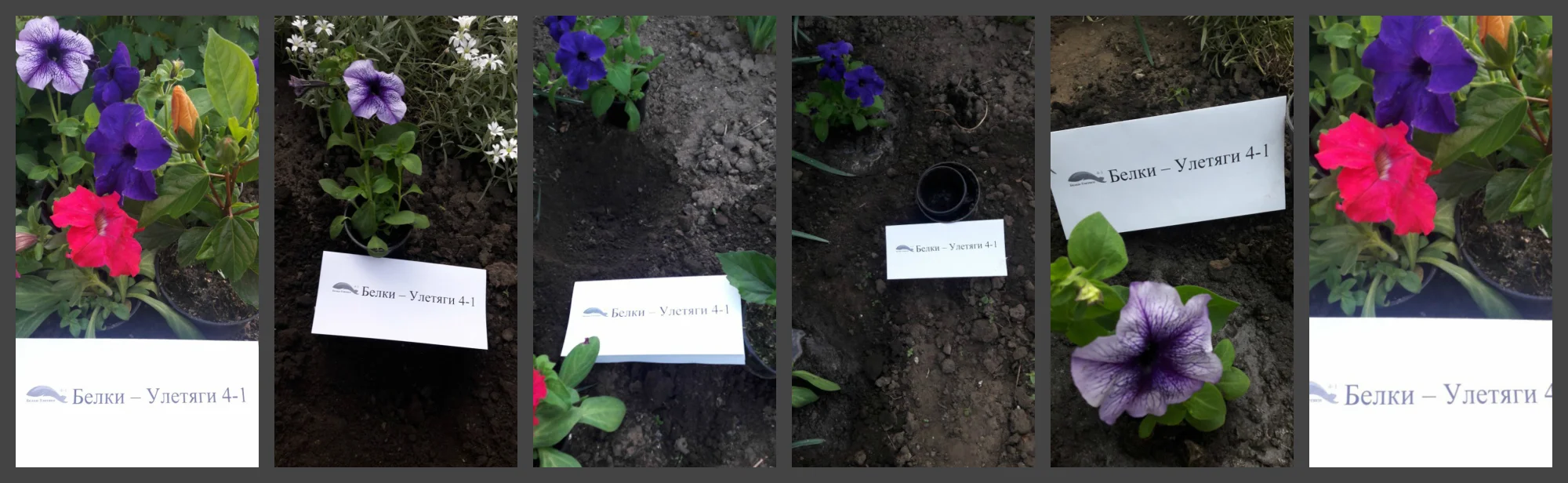 пересадить цветок.webp