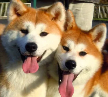 perros-akita-01.webp