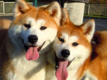 perros-akita.webp