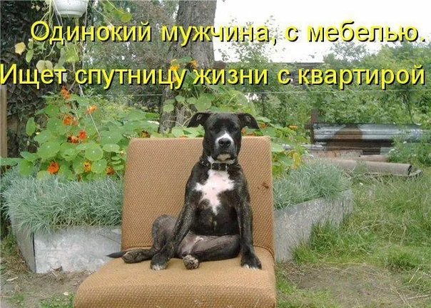 пес ишеь.webp