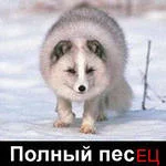 песец1.webp