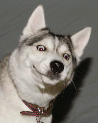 песик глазки.gif