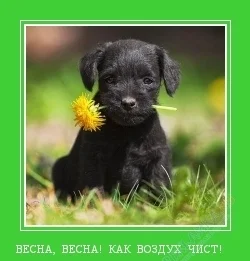 песик.webp