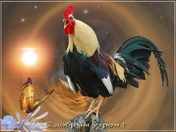 петух.webp