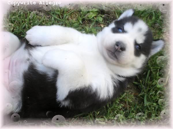 pg8-07-husky-puppy.jpg