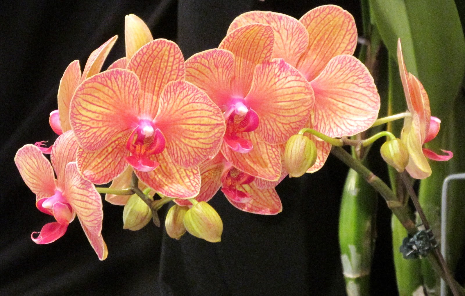 Phalaenopsis Baldan's Kaleidescope 'Golden Treasure'.JPG