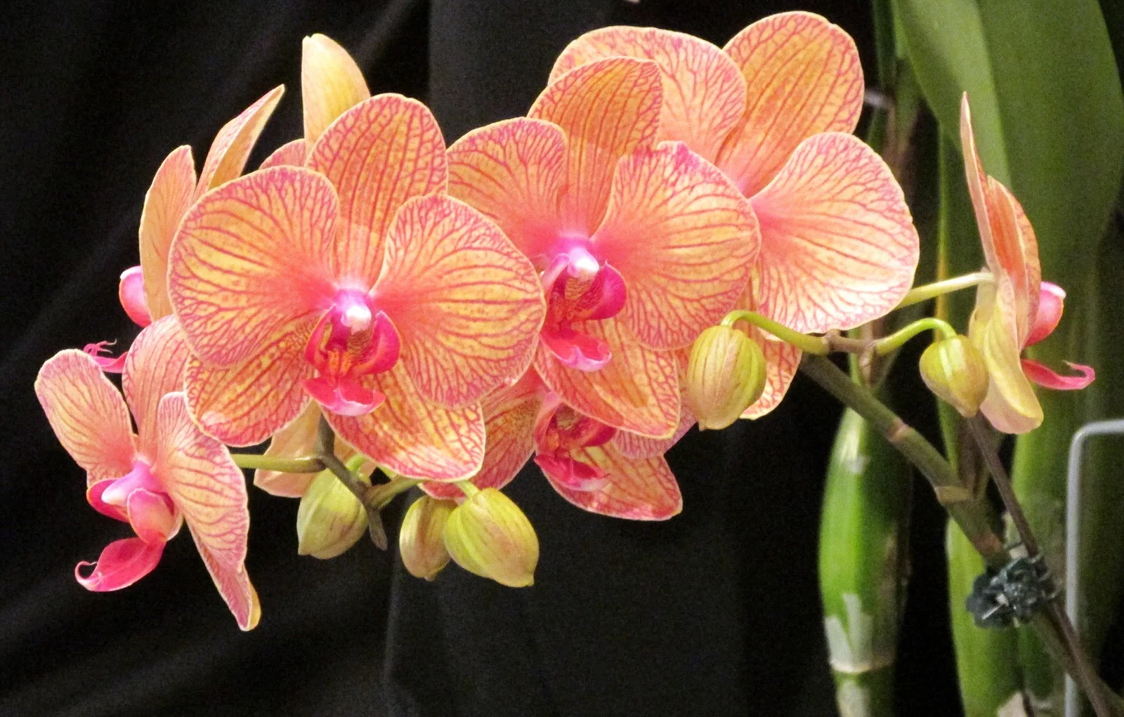 Phalaenopsis Baldan's Kaleidescope 'Golden Treasure'.webp