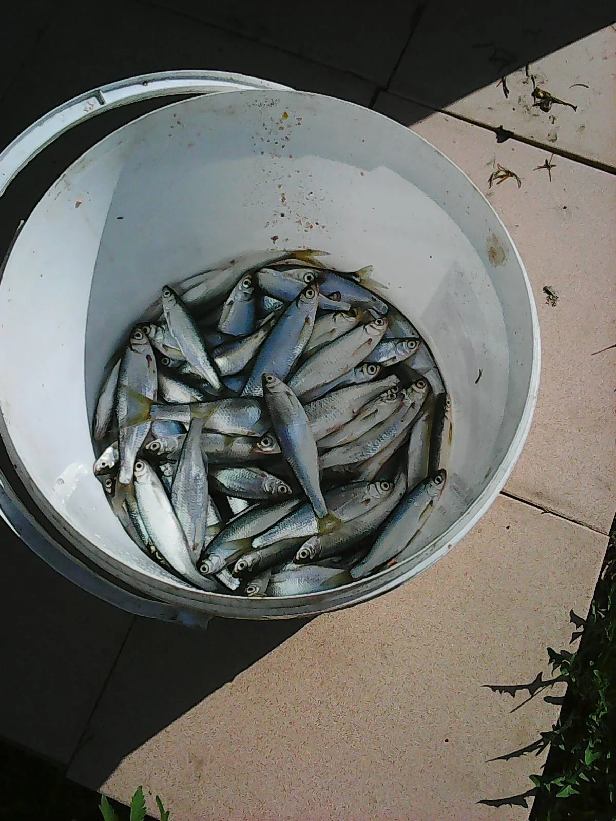 Photo0254.webp